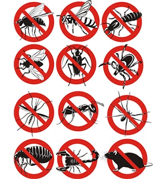obtener un precio de una empresa de exterminio que puede fumigar los avispones de su hogar o negocio en Louisiana y ayudarle a prevenir futuras infestaciones